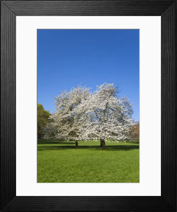 Framed Print : United Kingdom, London, Westminster, Green Park, Cherry Blossom Framed Print : United Kingdom, London, Westminster, Green Park, Cherry Blossom
