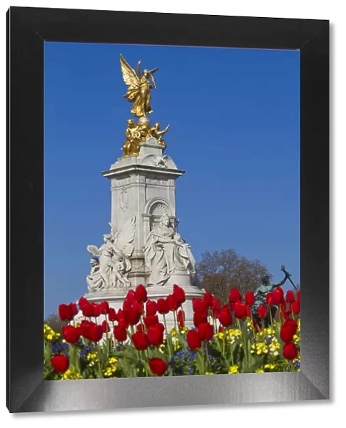 United Kingdom, London, Westminster, Tulips infront Victoria Memorial