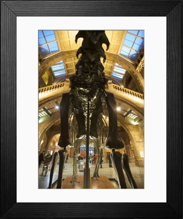 Framed Print : Dinosaur at the Natural History Museum, London, England