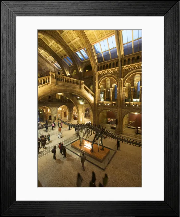 Framed Print : Dinosaur at the Natural History Museum, London, England Framed Print : Dinosaur at the Natural History Museum, London, England