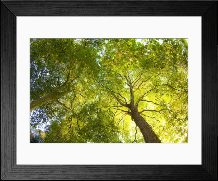 Framed Print : Plane Trees, Hyde Park, London, England Framed Print : Plane Trees, Hyde Park, London, England