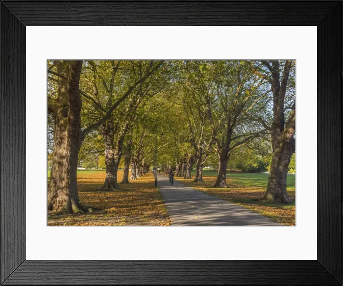 Framed Print : UK, England, Cambridge, Jesus Green in Autumn Framed Print : UK, England, Cambridge, Jesus Green in Autumn