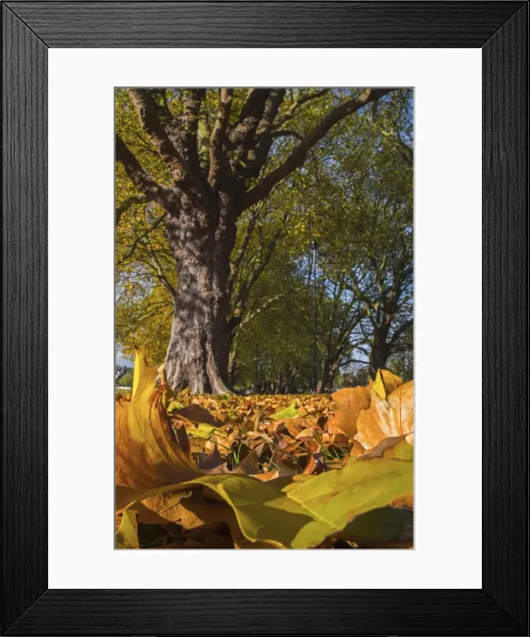 Framed Print : UK, England, Cambridge, Jesus Green in Autumn Framed Print : UK, England, Cambridge, Jesus Green in Autumn