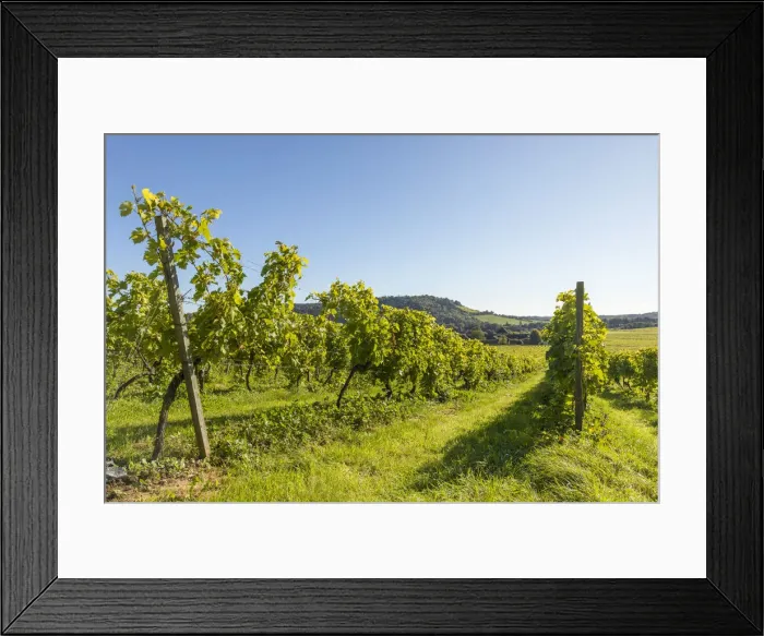 Framed Print : Denbies Wine Estate (Largest vineyard in England), North Downs Way, Dorking, Surrey Framed Print : Denbies Wine Estate (Largest vineyard in England), North Downs Way, Dorking, Surrey