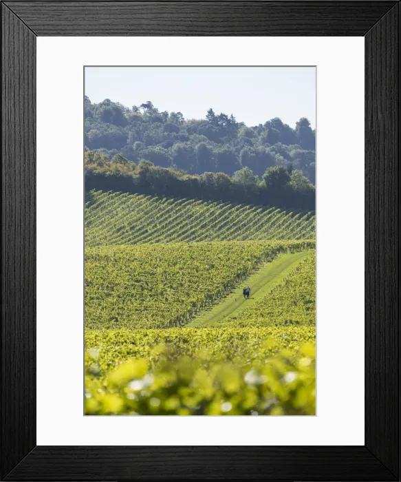 Framed Print : Denbies Wine Estate (Largest vineyard in England), North Downs Way, Dorking, Surrey Framed Print : Denbies Wine Estate (Largest vineyard in England), North Downs Way, Dorking, Surrey