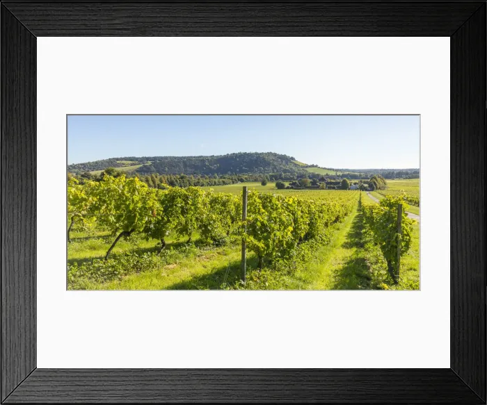 Framed Print : Denbies Wine Estate (Largest vineyard in England), North Downs Way, Dorking, Surrey Framed Print : Denbies Wine Estate (Largest vineyard in England), North Downs Way, Dorking, Surrey