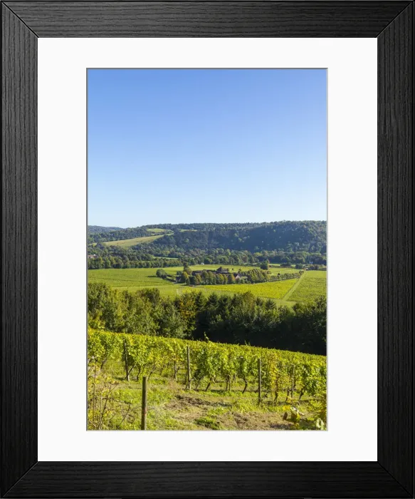 Framed Print : Denbies Wine Estate (Largest vineyard in England), North Downs Way, Dorking, Surrey Framed Print : Denbies Wine Estate (Largest vineyard in England), North Downs Way, Dorking, Surrey