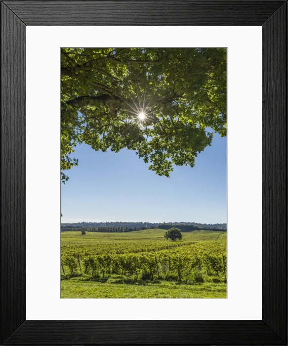 Framed Print : Denbies Wine Estate (Largest vineyard in England), North Downs Way, Dorking, Surrey Framed Print : Denbies Wine Estate (Largest vineyard in England), North Downs Way, Dorking, Surrey