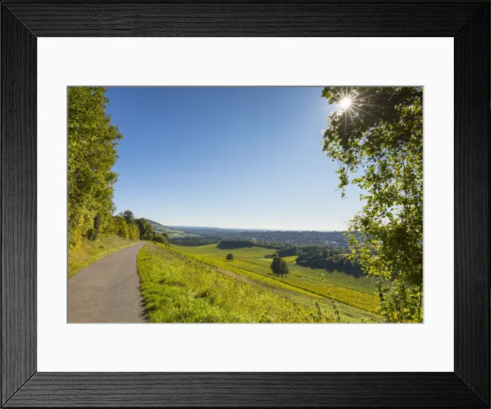 Framed Print : Denbies Wine Estate (Largest vineyard in England), North Downs Way, Dorking, Surrey Framed Print : Denbies Wine Estate (Largest vineyard in England), North Downs Way, Dorking, Surrey