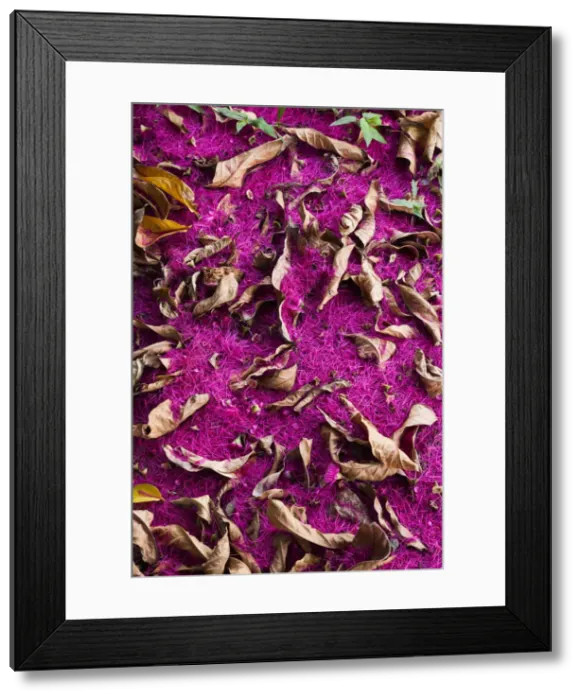 Framed Print : Dominica, Bataka, tropical vegetation
