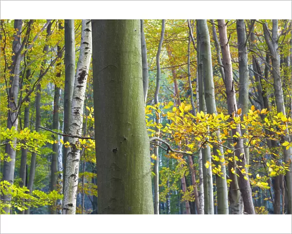 Autumn trees, Saxon Switzerland, Germany