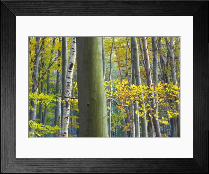 Framed Print : Autumn trees, Saxon Switzerland, Germany
