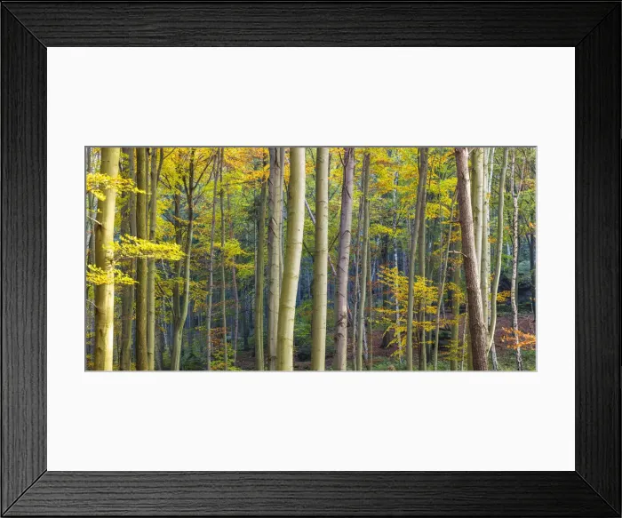 Framed Print : Autumn woodland, Saxon Switzerland, Saxony, Germany Framed Print : Autumn woodland, Saxon Switzerland, Saxony, Germany