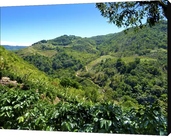 Costa Rica, San Marcos de Tarrazu, Area Known For Its High Quality Coffee
