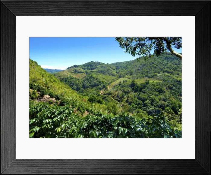Framed Print : Costa Rica, San Marcos de Tarrazu, Area Known For Its High Quality Coffee Framed Print : Costa Rica, San Marcos de Tarrazu, Area Known For Its High Quality Coffee