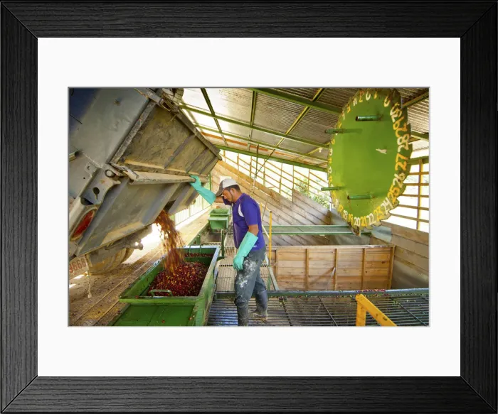 Framed Print : Costa Rica, San Marcos de Tarrazu, Coffee Farm, Truckload Of Coffee Cherries Or Berries Framed Print : Costa Rica, San Marcos de Tarrazu, Coffee Farm, Truckload Of Coffee Cherries Or Berries