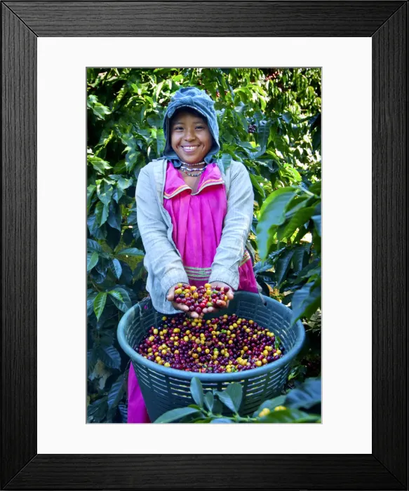 Framed Print : Costa Rica, San Marcos de Tarrazu, Coffee Picker, Indigenous Panamanian, Dressed In Framed Print : Costa Rica, San Marcos de Tarrazu, Coffee Picker, Indigenous Panamanian, Dressed In