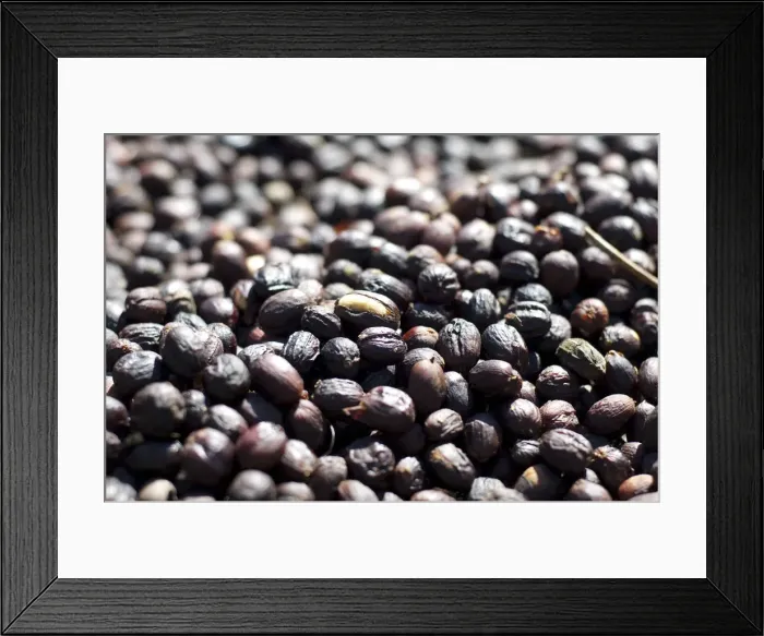 Framed Print : Costa Rica, San Marcos de Tarrazu, Coffee Farm, Coffee Cherries Or Berries Drying Framed Print : Costa Rica, San Marcos de Tarrazu, Coffee Farm, Coffee Cherries Or Berries Drying