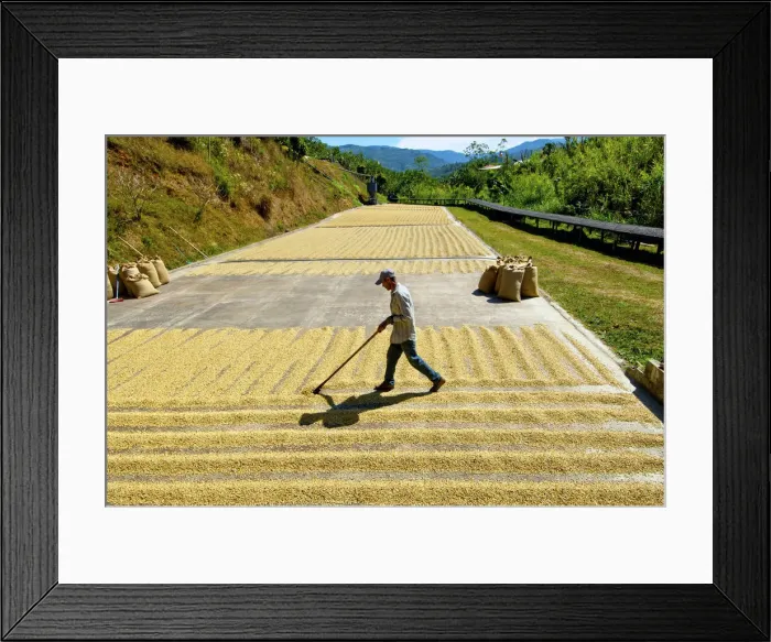 Framed Print : Costa Rica, San Marcos de Tarrazu, Coffee Farm, Sun Drying Coffee Beans, Natural Process