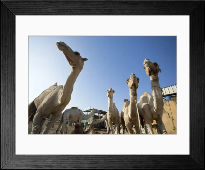 Framed Print : Egypt, Cairo Surroundings, Birqash Camel Market Framed Print : Egypt, Cairo Surroundings, Birqash Camel Market