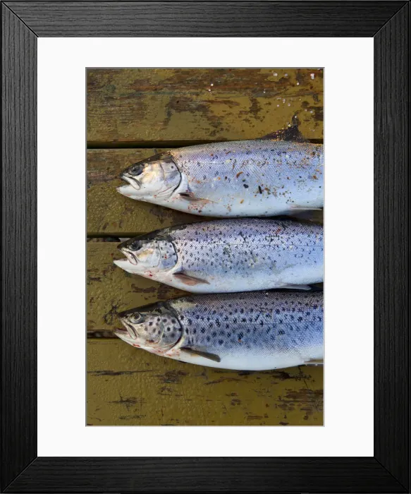 Framed Print : Sea Trout, Korsor, Denmark Framed Print : Sea Trout, Korsor, Denmark