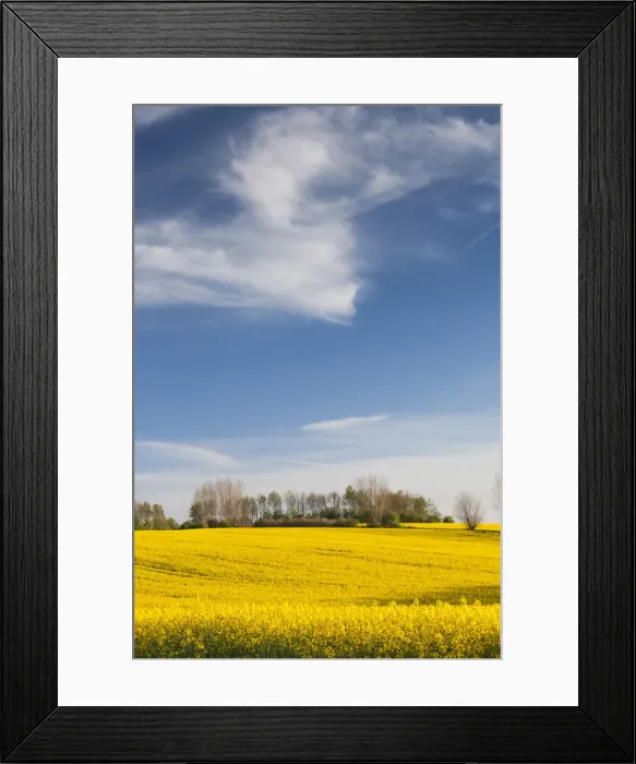Framed Print : Denmark, Funen, Ladby, rape seed field, springtime