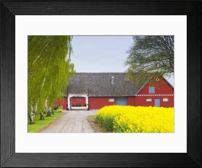 Framed Print : Denmark, Zealand, Olstykke, red farm and yellow rapeseed flowers, springtime Framed Print : Denmark, Zealand, Olstykke, red farm and yellow rapeseed flowers, springtime