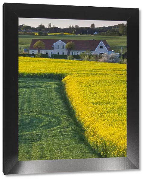 Denmark, Funen, Hindsholm Peninsula, Viby, elevated view of farm, springtime