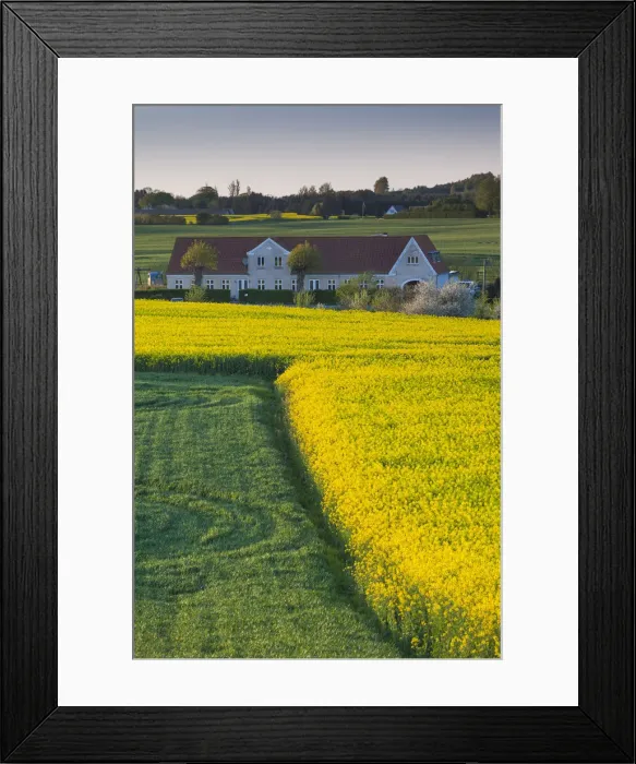 Framed Print : Denmark, Funen, Hindsholm Peninsula, Viby, elevated view of farm, springtime Framed Print : Denmark, Funen, Hindsholm Peninsula, Viby, elevated view of farm, springtime