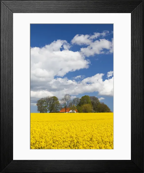 Framed Print : Denmark, Jutland, Odum, rapeseed field, springtime Framed Print : Denmark, Jutland, Odum, rapeseed field, springtime