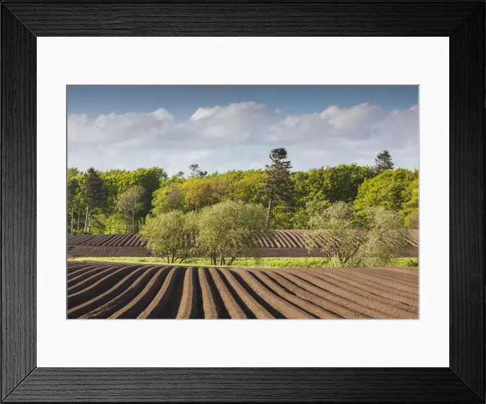 Framed Print : Denmark, Jutland, Tjele, plowed field, springtime Framed Print : Denmark, Jutland, Tjele, plowed field, springtime