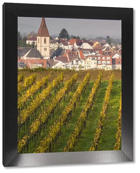 Germany, Baden-Wurttemburg, Kaiserstuhl Area, Endingen, elevated view of vineyards