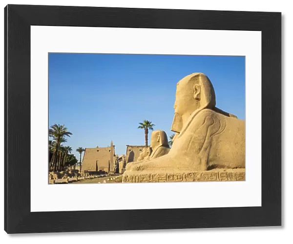 Egypt, Luxor, Luxor Temple, Avenue of Spinxes and the entrance to the temple known