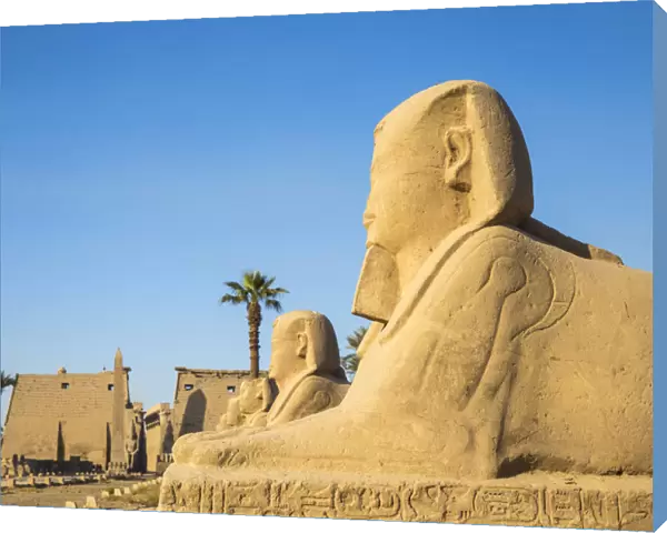 Egypt, Luxor, Luxor Temple, Avenue of Spinxes and the entrance to the temple known