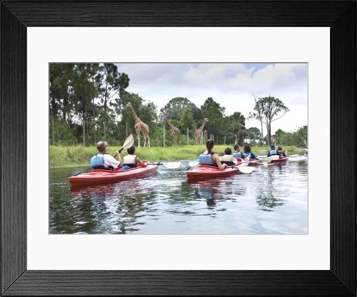 Framed Print : Families Kayaking on River, Giraffes, Expedition Africa Kayaking Tour, Brevard Zoo Framed Print : Families Kayaking on River, Giraffes, Expedition Africa Kayaking Tour, Brevard Zoo