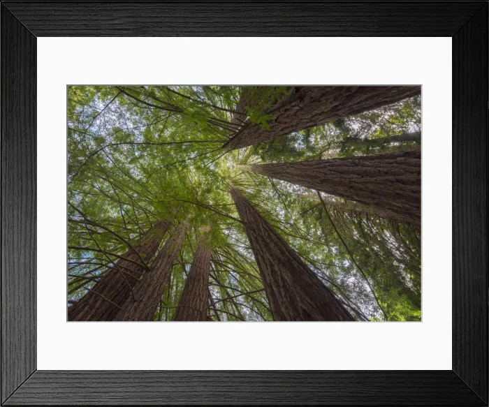 Framed Print : USA, California, Oakland, Redwood Regional Park, Coast Redwood Trees (Sequoia Framed Print : USA, California, Oakland, Redwood Regional Park, Coast Redwood Trees (Sequoia