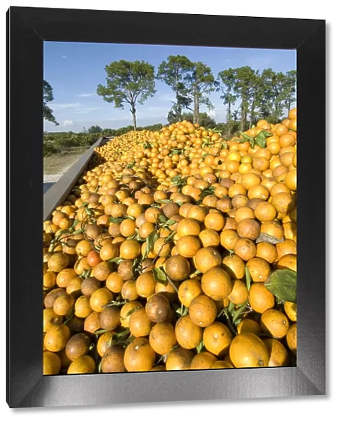 Orange Grove, Immokalee, Florida