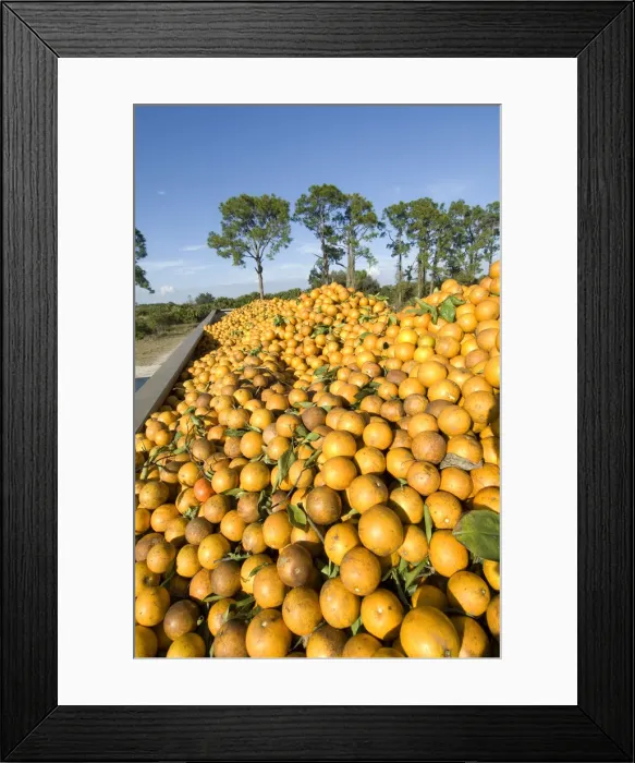 Framed Print : Orange Grove, Immokalee, Florida Framed Print : Orange Grove, Immokalee, Florida