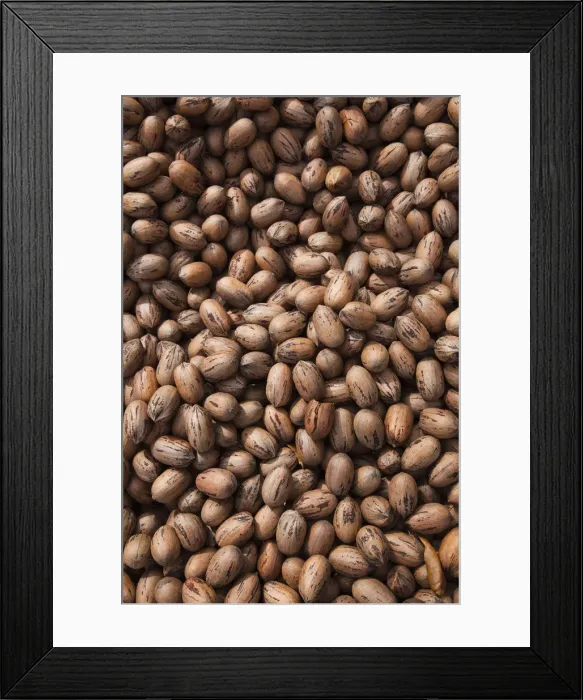 Framed Print : USA, Florida, Ocala National Forest, Barberville, pecans Framed Print : USA, Florida, Ocala National Forest, Barberville, pecans
