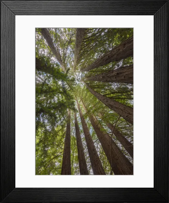 Framed Print : USA, California, Oakland, Redwood Regional Park, Coast Redwood Trees (Sequoia Framed Print : USA, California, Oakland, Redwood Regional Park, Coast Redwood Trees (Sequoia