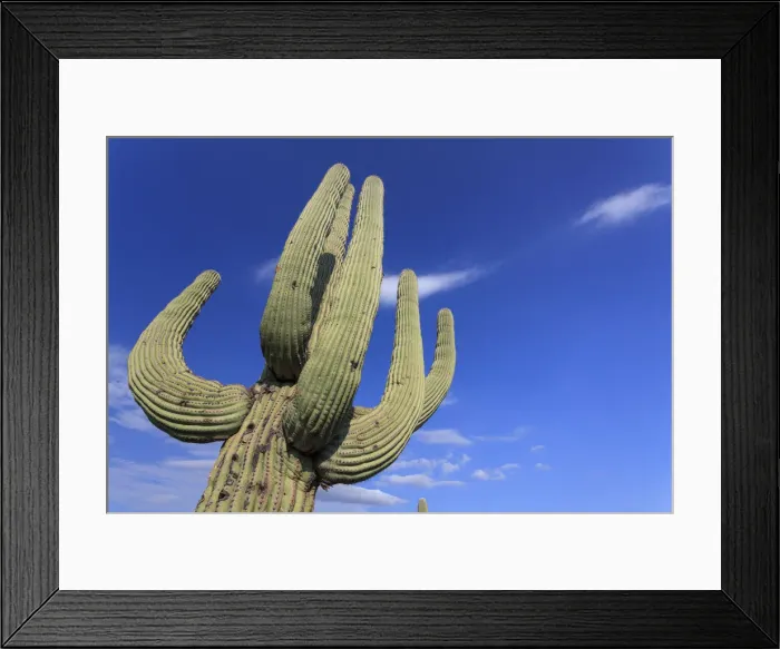 Framed Print : USA, Arizona, Tucson, Saguaro National Park Framed Print : USA, Arizona, Tucson, Saguaro National Park