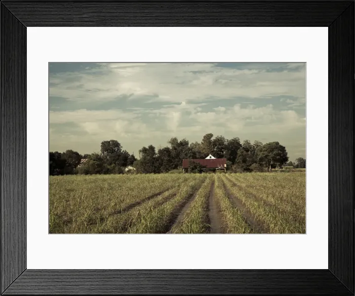Framed Print : USA, Louisiana, Cajun Country, Emma, sugar cane plantation Framed Print : USA, Louisiana, Cajun Country, Emma, sugar cane plantation