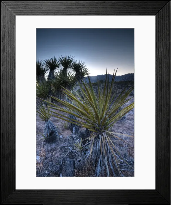 Framed Print : USA, California, Mojave National Preserve Framed Print : USA, California, Mojave National Preserve