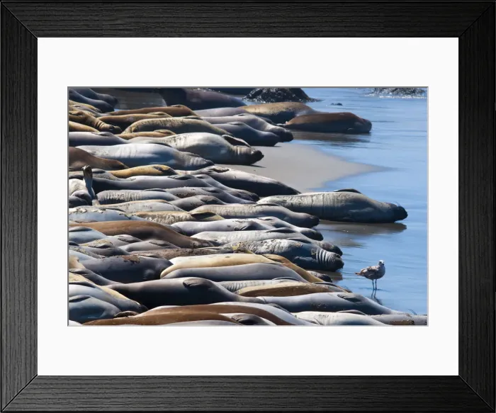 Framed Print : USA, California, Highway 1, Piedras Blancas (White Rocks), Elehpant Seals moulting Framed Print : USA, California, Highway 1, Piedras Blancas (White Rocks), Elehpant Seals moulting