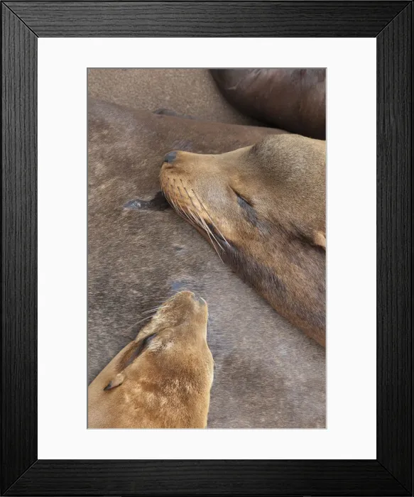 Framed Print : USA, California, Morro Bay, Sea Lions Framed Print : USA, California, Morro Bay, Sea Lions
