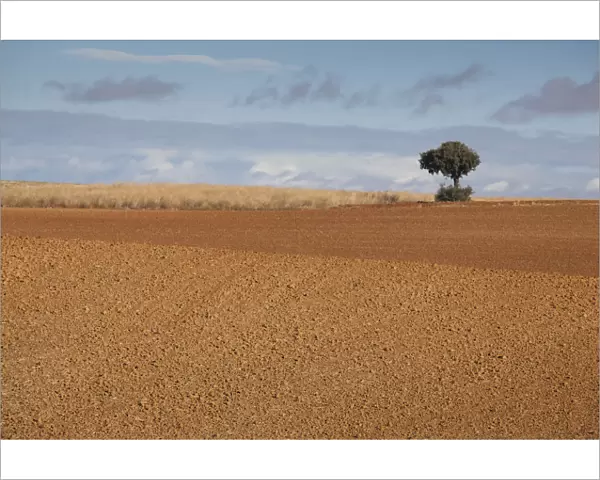 Spain, Castilla y Leon Region, Zamora Province, Benavente, farm field in autumn