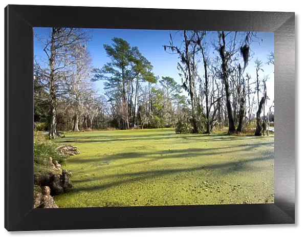 Charleston, South Carolina, Audubon Swamp Garden, Magnolia Plantation And Gardens