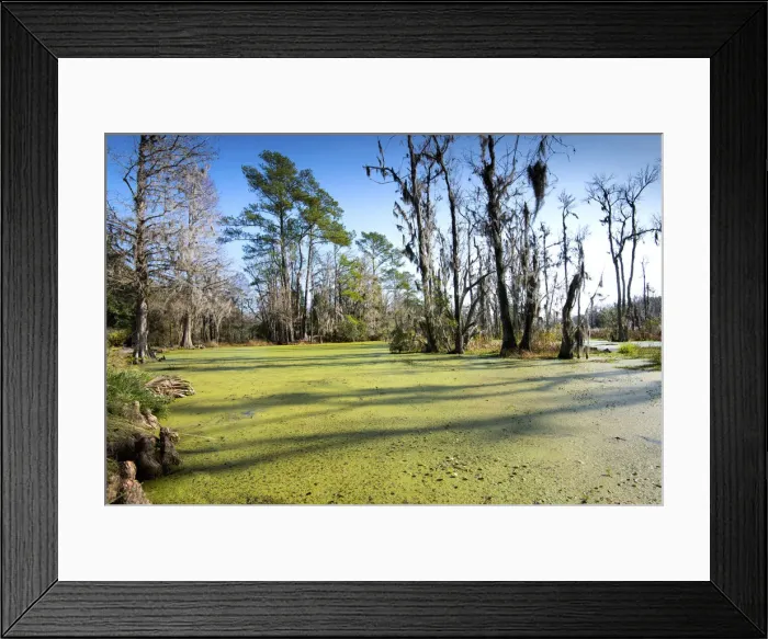 Framed Print : Charleston, South Carolina, Audubon Swamp Garden, Magnolia Plantation And Gardens Framed Print : Charleston, South Carolina, Audubon Swamp Garden, Magnolia Plantation And Gardens