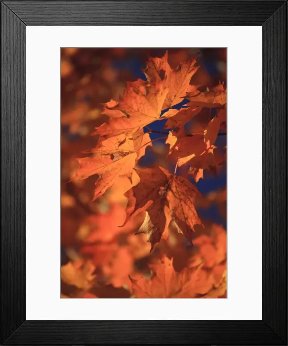 Framed Print : USA, New England, Maine, Acadia National Park, Fall Foliage Framed Print : USA, New England, Maine, Acadia National Park, Fall Foliage