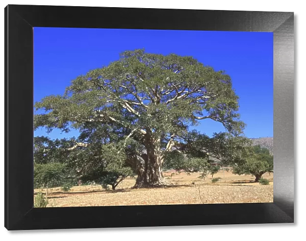 Warka (wild fig tree), Abraha Atsbeha village, Tigray region, Ethiopia